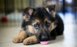 shep2